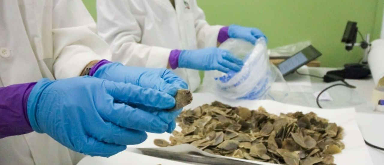 Plus de 800 kilos d'écailles de pangolins saisis à Singapour