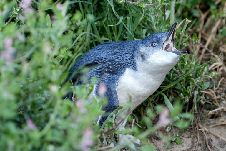 L'Australie vaccine en urgence ses manchots pygmées contre la grippe aviaire