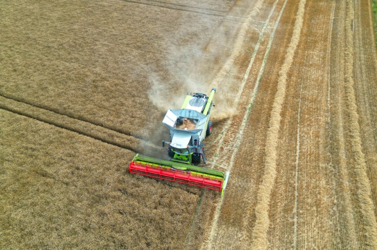 La récolte française de blé à 30,8 millions de tonnes selon Argus Media, en-deçà de l'estimation officielle