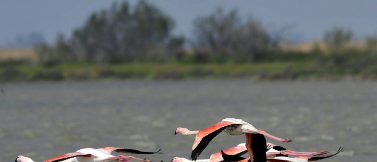 Les flamants roses migrateurs vieillissent mieux que les sédentaires, selon une étude