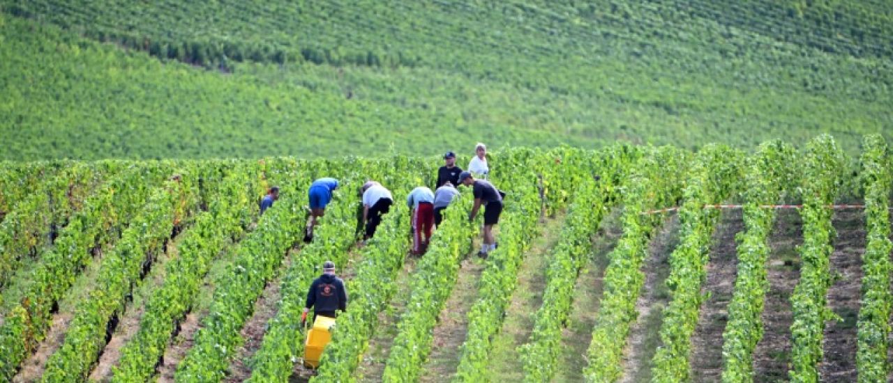 Champagne: les dates d'ouverture des vendanges publiées, précocité record