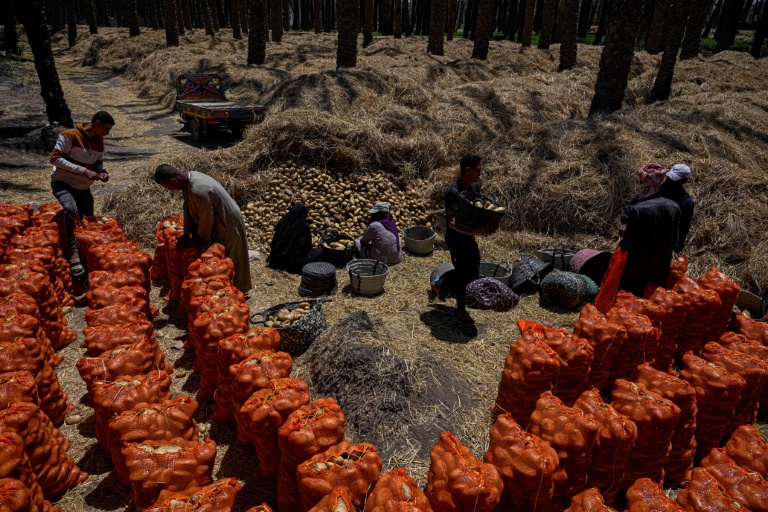 En Egypte, la guerre au Moyen-Orient pousse les agriculteurs à voir plus petit