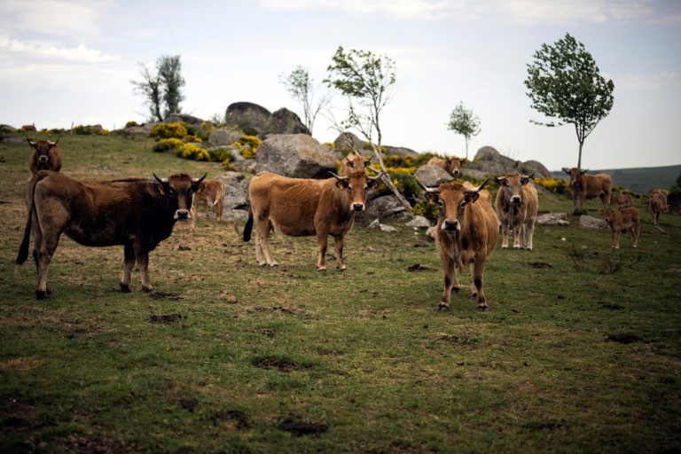 Gentiane jaune et vaches Aubrac, une alliance durable