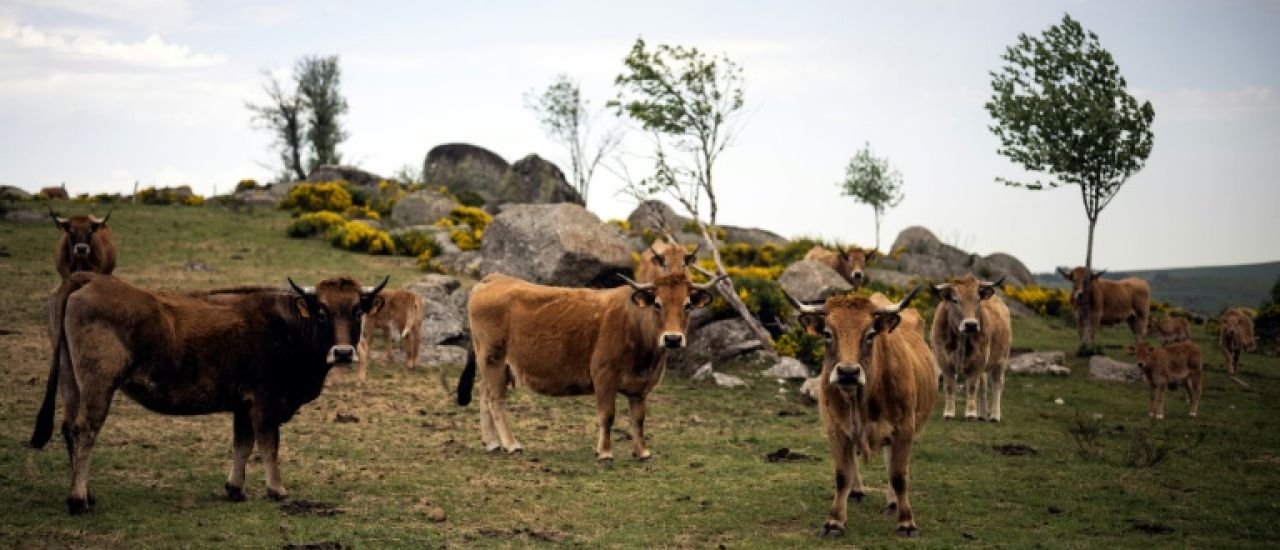 Gentiane jaune et vaches Aubrac, une alliance durable