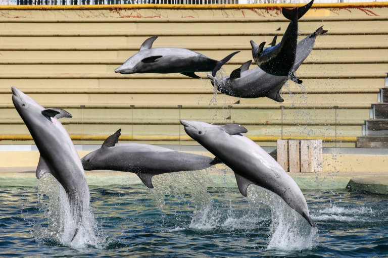 Le zoo de Beauval renonce à accueillir les dauphins du Marineland d'Antibes