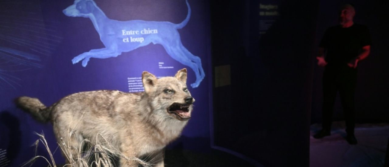 Chien, cochon d'Inde et clémentines: l'épopée vertigineuse de la domestication retracée à Toulouse