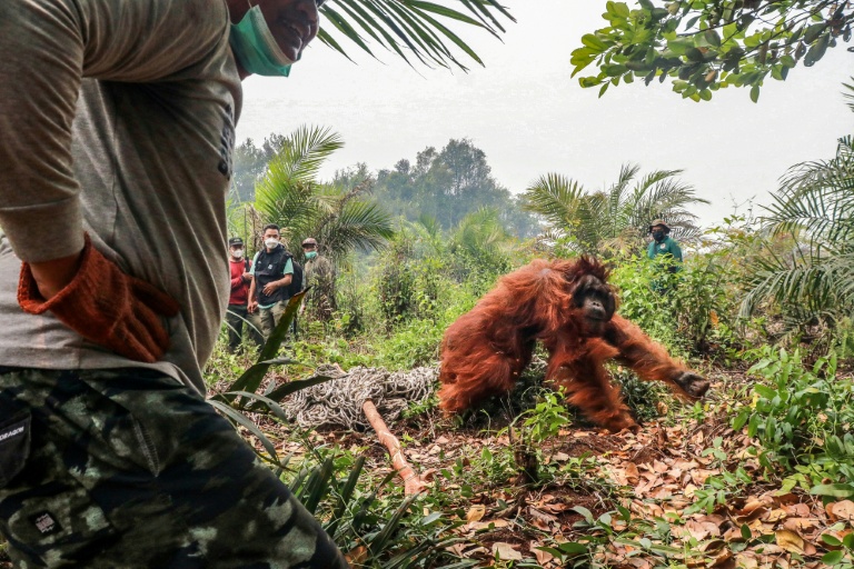 Indonésie : des dizaines d'orangs-outans sauvés des incendies