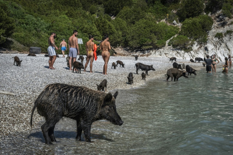 Grèce : nager avec de petits cochons noirs en mer Ionienne