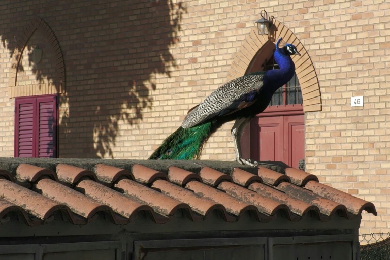 Des paons en liberté font la joie... et le désespoir d'un village italien