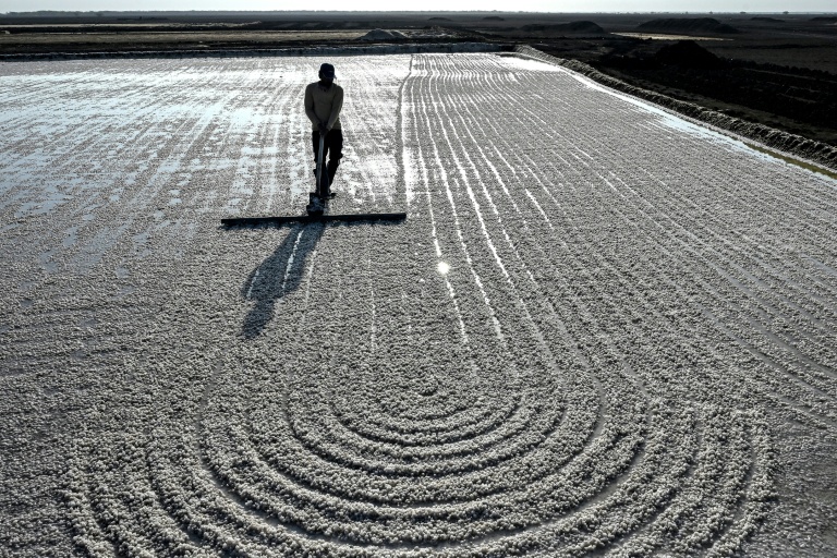 Dans le désert de l'ouest de l'Inde, récolter du sel dans la fournaise
