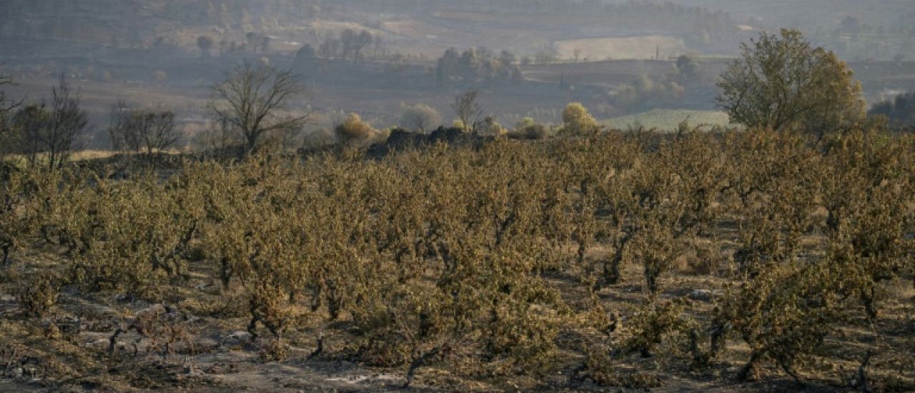 Annie Genevard annonce un fonds d'urgence sur les vignobles de l'Aude sinistrés par le feu