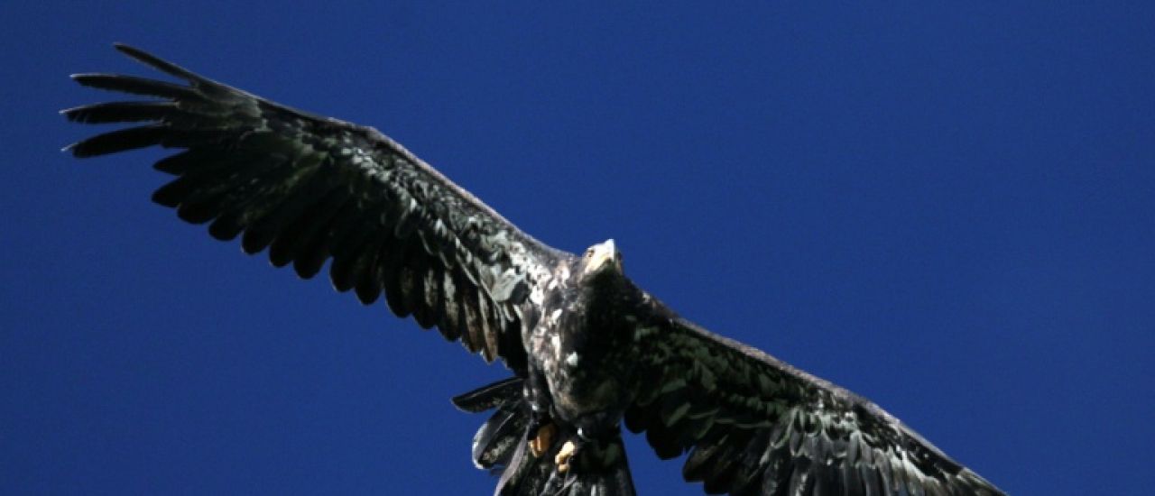 Aigle royal tué par une éolienne: l'exploitant relaxé en appel