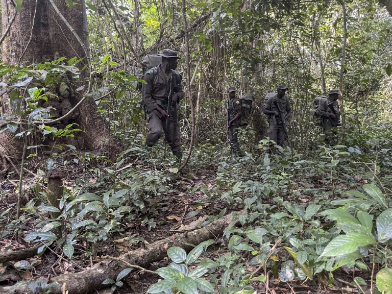 De braconnier à ranger: au Nigeria, le nouveau souffle de la forêt d'Okomu