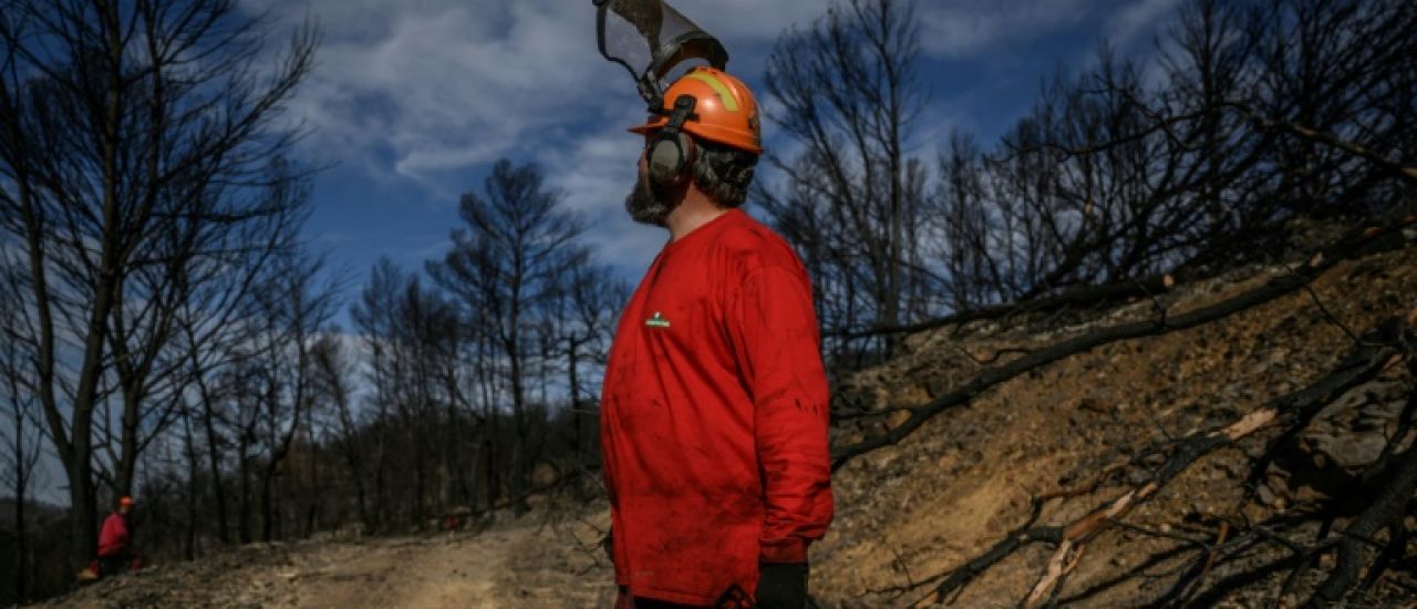 Après le grand incendie de l'été dans l'Aude, des milliers de tonnes de bois à exploiter