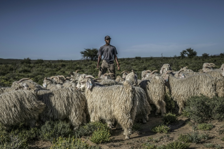 En Afrique du Sud, le mohair prospère dans le désert