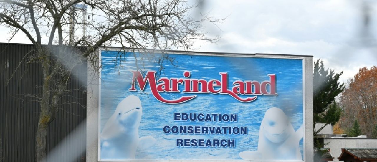 Au Canada, l'avenir incertain des bélugas de Marineland menacés d'euthanasie