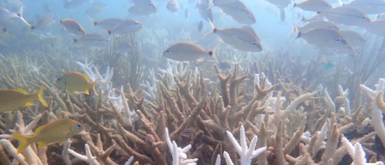Deux espèces de coraux de Floride "fonctionnellement éteintes" en raison du réchauffement marin Deux espèces de coraux de Floride "fonctionnellement éteintes" en raison du réchauffement marin