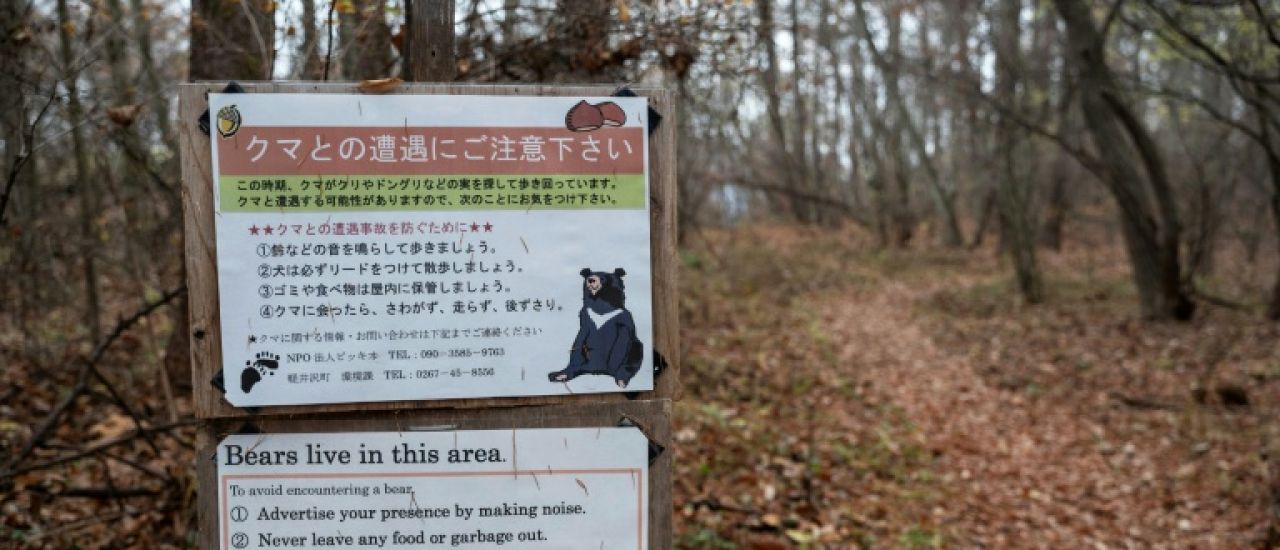 Japon: deux morts dans des attaques d'ours présumées