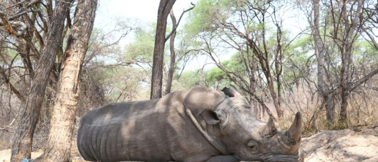 Rhinocéros, anguilles et requins au coeur d'une conférence sur la vie sauvage