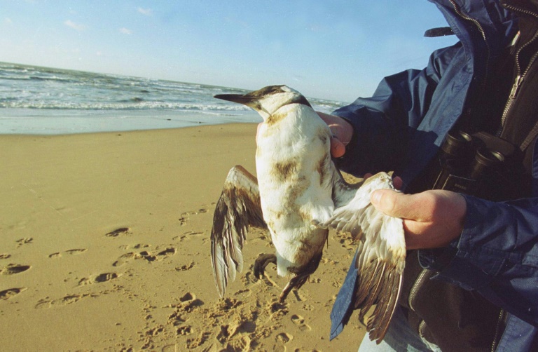 Bretagne: des oiseaux souillés par un pétrole similaire à celui de l'Erika