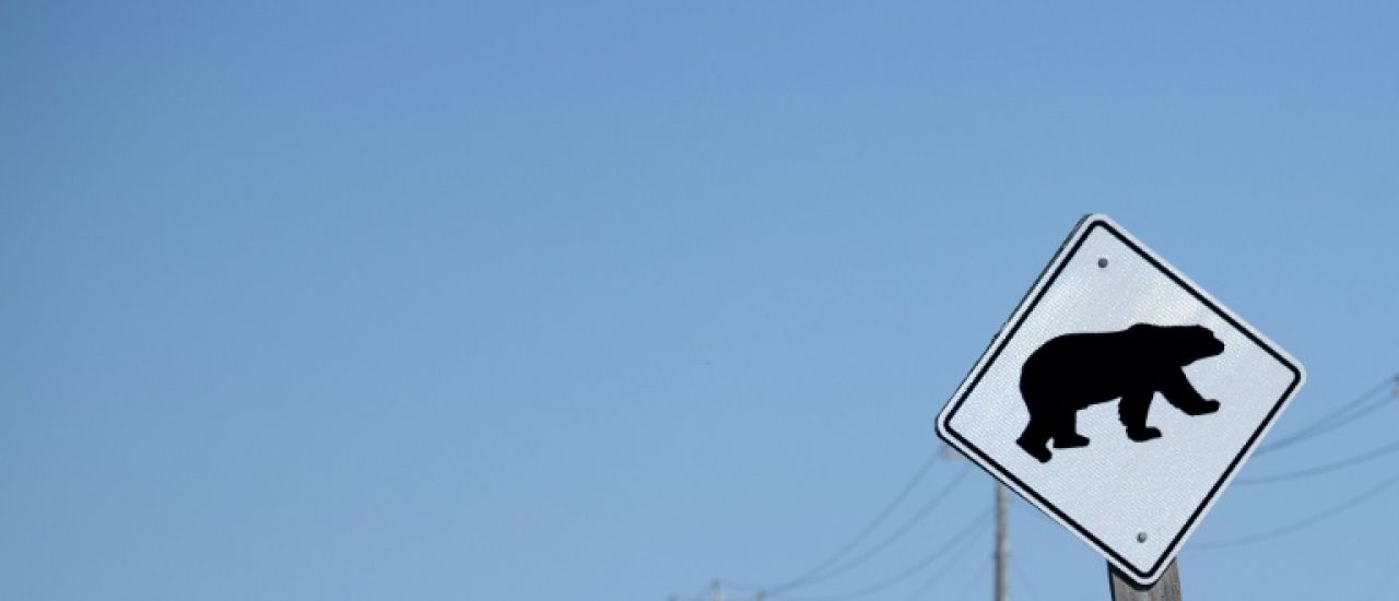 Un ours attaque un groupe d'écoliers dans l'ouest du Canada