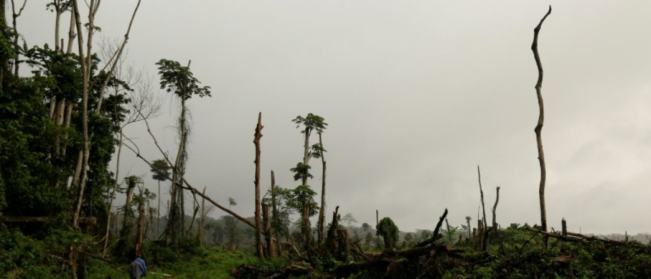 La déforestation ralentit dans le monde, mais pas en Afrique centrale