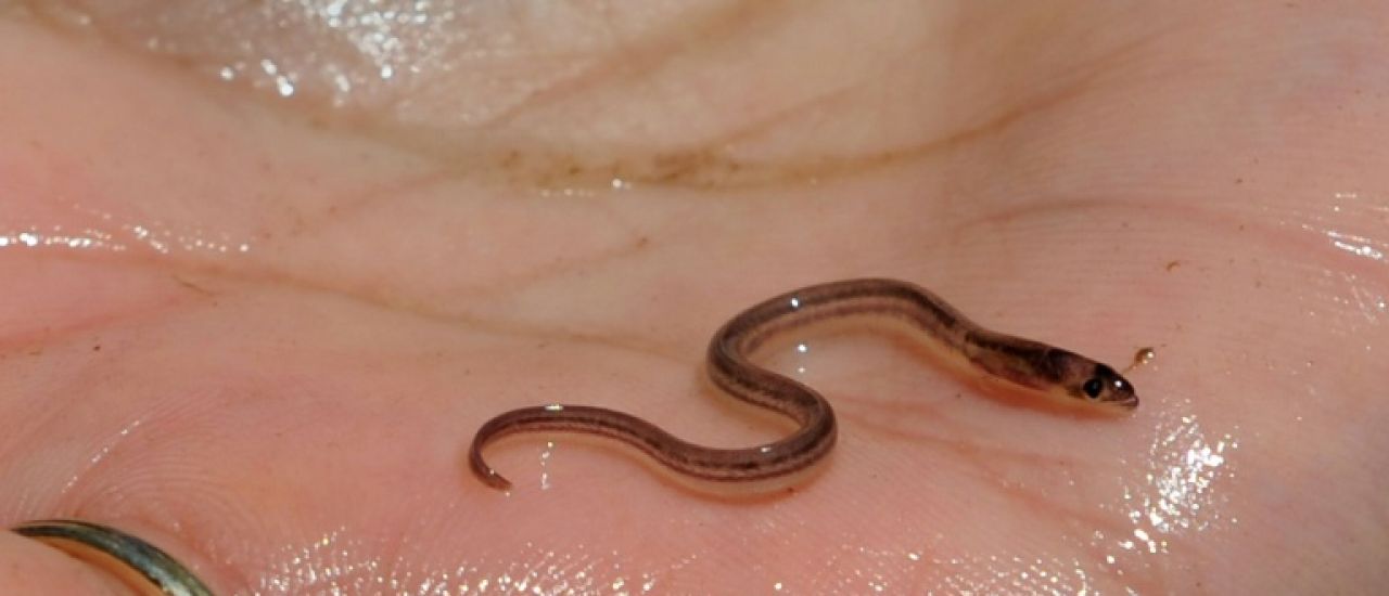 Les civelles en danger, un marché opaque qui profite aux gangs haïtiens