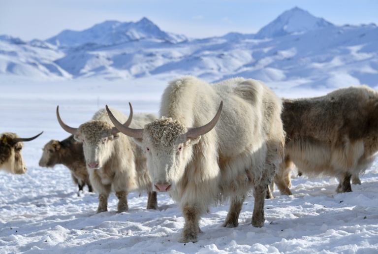 Au Kirghizstan, des yaks blancs, symbole de la renaissance d'un élevage ancestral