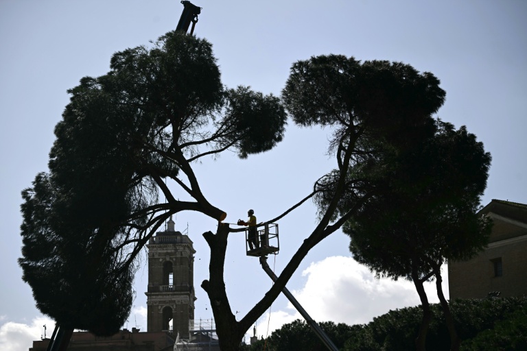 A Rome, d'emblématiques pins parasols abattus près du Colisée