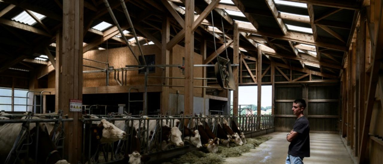"Epée de damoclès": en Savoie, des éleveurs désemparés face à la dermatose nodulaire