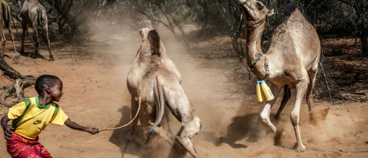 Dans le nord du Kenya frappé par le changement climatique, les dromadaires remplacent les vaches