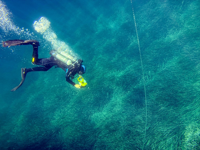 En Méditerranée, protéger les herbiers de posidonie menacés par les ancres de bateaux