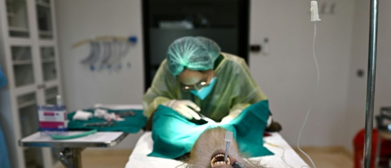 Singes et éléphants: la vie d'un hôpital pour animaux de Thaïlande