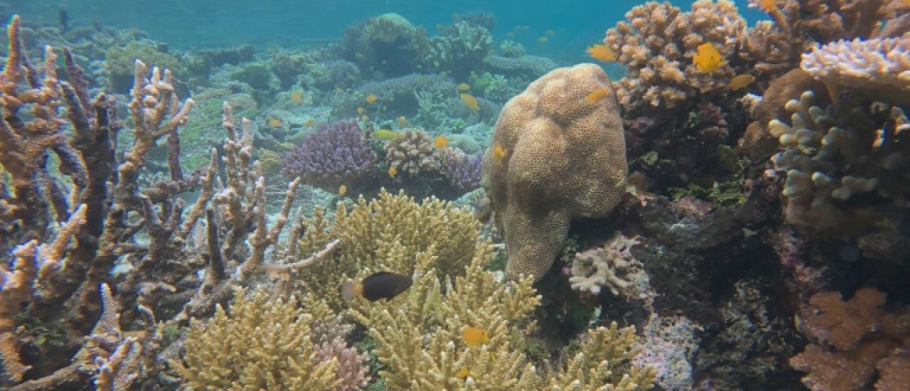 Indonésie: les coraux de Raja Ampat menacés par les mines de nickel, selon des ONG