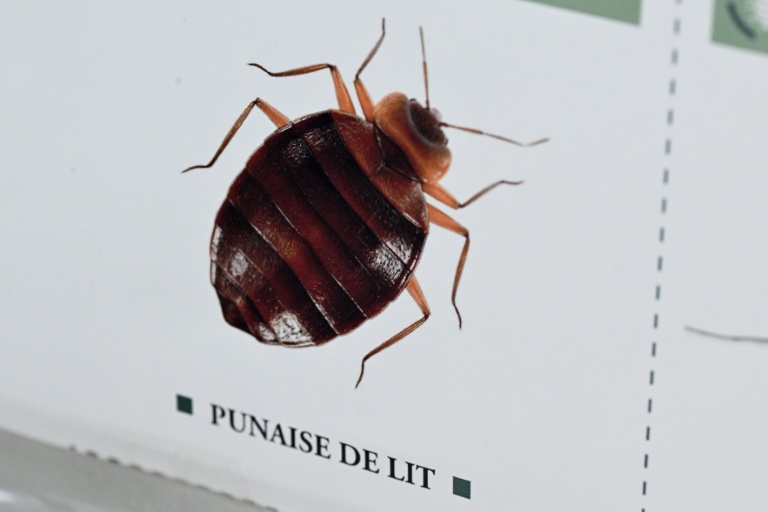 Punaises de lit: un insecticide interdit en France continue à circuler et a fait quatre morts, alertent les autorités sanitaires