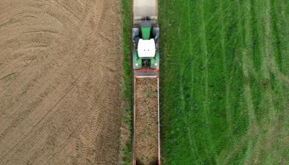 Production en hausse, prix en berne: la Belgique inquiète pour ses patates