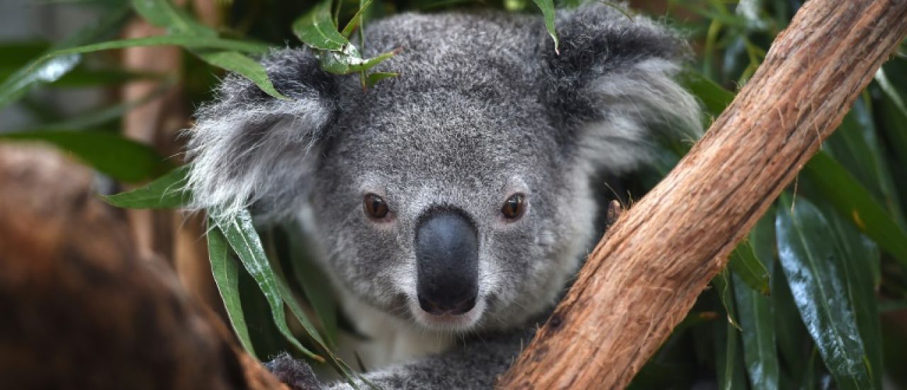 L'Australie veut multiplier les zones refuges pour sauver les koalas