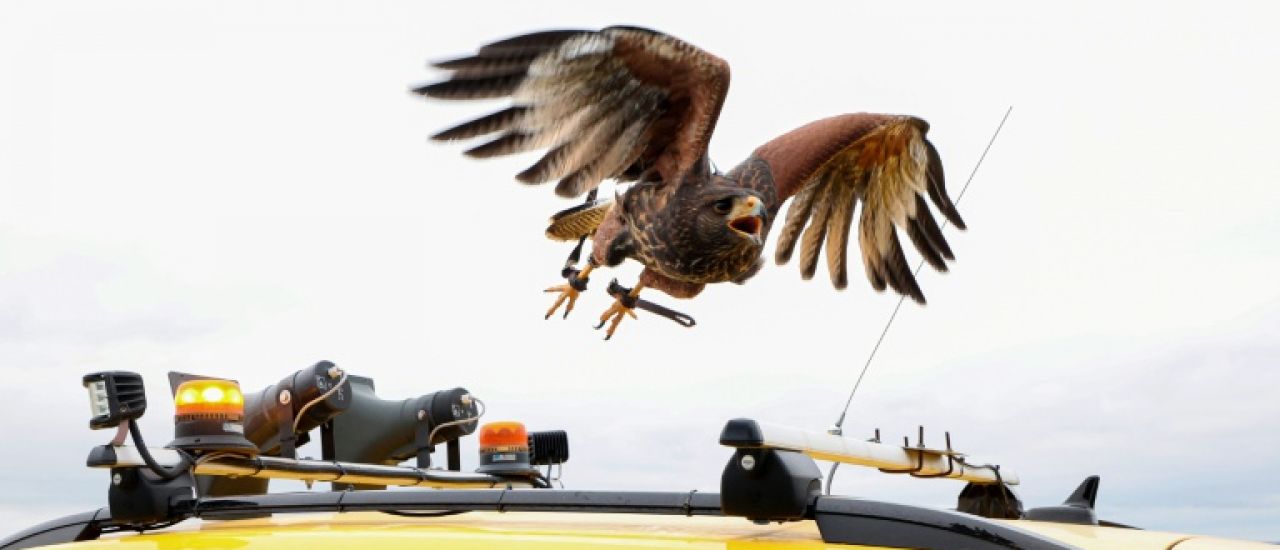 A l'aéroport de Beauvais, des rapaces alliés de la sécurité aérienne