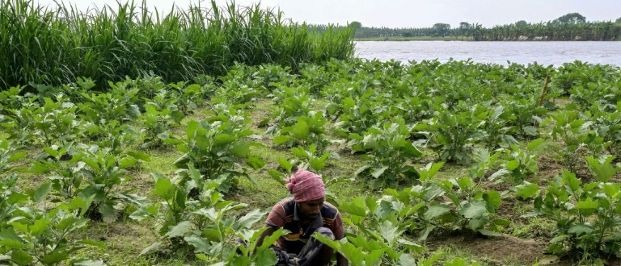 Dans les villages du Bangladesh, le retour de la grande peur des serpents