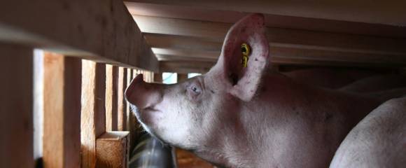 La loi en vigueur actuellement sur le transport des animaux permet des trajets allant de 8 à 28 heures selon les espèces, et sans obligation de pause pour les porcs La loi en vigueur actuellement sur le transport des animaux permet des trajets allant de 8 à 28 heures selon les espèces, et sans obligation de pause pour les porcs