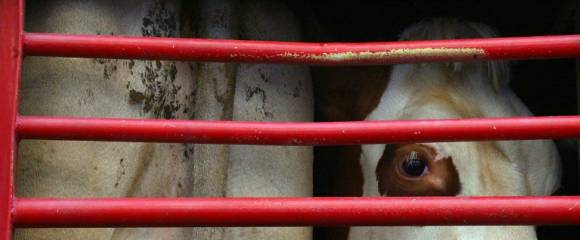 Les négociations sur une loi pour améliorer les conditions de transport des animaux en Europe sont bloquées Les négociations sur une loi pour améliorer les conditions de transport des animaux en Europe sont bloquées