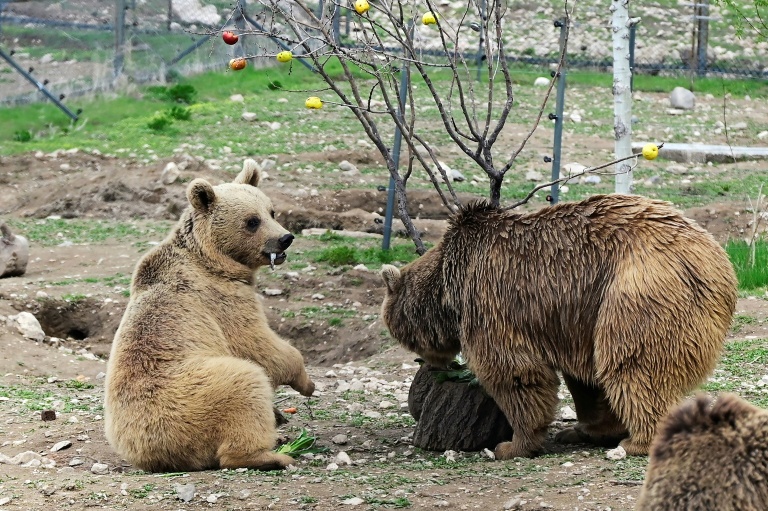 Des ours, secourus de la captivité, renouent avec une vie mi-sauvage dans un centre de réhabilitation de la Fondation pour la préservation de la faune et du patrimoine culturel (FPWC) près du village d'Urtsadzor, en Arménie, le 21 avril 2026