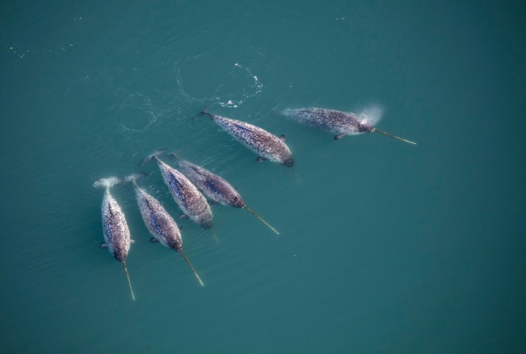 Photo non datée, diffusée par l'Institut de la nature du Groenland le 21 février 2023, montrant une vue aérienne de narvals dans les fjords au large de la côte est du Groenland