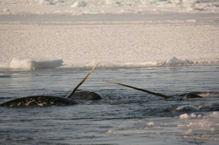 Photo diffusée la 18 août 2026 par l'Institut des ressources naturelles du Groenland, prise en avril 2005, montrant des narvals dotés de leurs défenses à Uummannaq, dans l'ouest du Groenland