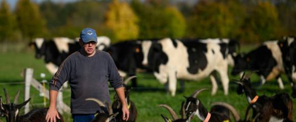Laurent, un détenu en fin de peine, s'occupe de chèvres à la ferme Ker Madeleine, à Saint-Gildas-des-Bois, le 17 octobre 2025 en Loire-Atlantique Laurent, un détenu en fin de peine, s'occupe de chèvres à la ferme Ker Madeleine, à Saint-Gildas-des-Bois, le 17 octobre 2025 en Loire-Atlantique