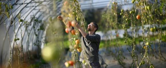 Frédéric, un détenu en fin de peine, inspecte des tomates dans une serre de la ferme Ker Madeleine, à Saint-Gildas-des-Bois, le 17 octobre 2025 en Loire-Atlantique Frédéric, un détenu en fin de peine, inspecte des tomates dans une serre de la ferme Ker Madeleine, à Saint-Gildas-des-Bois, le 17 octobre 2025 en Loire-Atlantique
