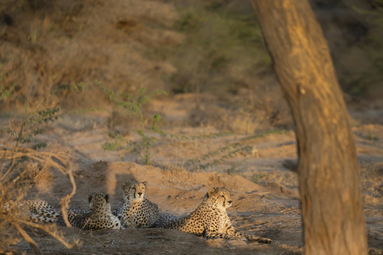 Des guépards se reposent dans leur enclos au Centre de sauvetage et de conservation des guépards (CRCC) de Gaeed-Deeble, le 17 février 2026