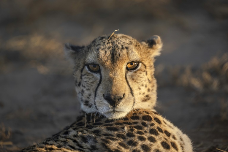 Un guépard se repose dans un enclos du Centre de sauvetage et de conservation des guépards (CRCC) à Gaeed-Deeble, le 17 février 2026