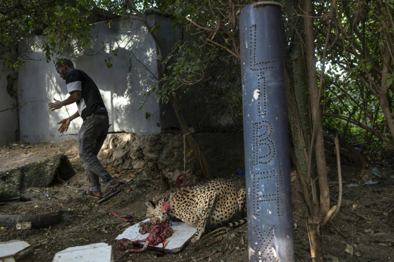 Un soigneur donne de la nourriture à un guépard en captivité, le 20 février 2026 à Hargeisa, capitale du Somaliland