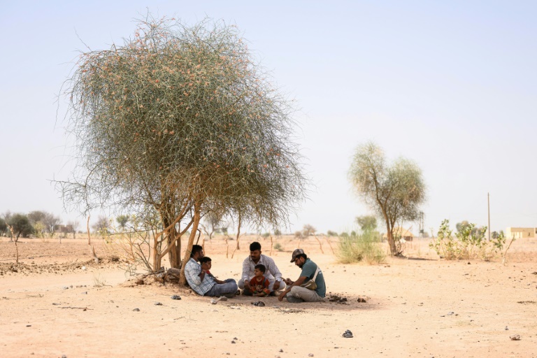A l'ombre d'un arbre, alors que la température atteint 44°C, à Sanwata, à la périphérie de la ville indienne de Jaisalmer, au Rajasthan, le 29 mai 2026